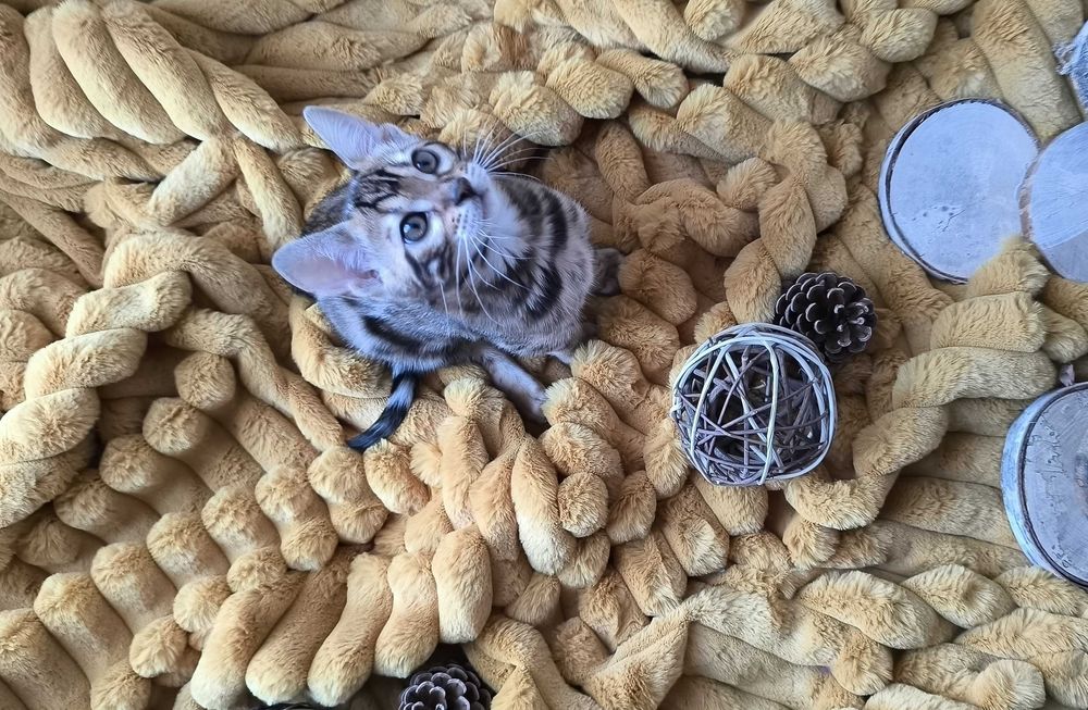 Kotka/Bengalski/Rodowód/FPL/FiFe/Gotowa do odbioru