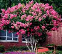 LAGERSTROEMIA - BEZ POŁUDNIA - sadzonki 50cm w doniczkach !!!