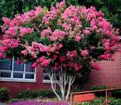 LAGERSTROEMIA - BEZ POŁUDNIA - sadzonki 50cm w doniczkach !!!