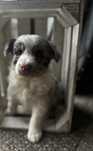 Border Collie FCI ZKWP