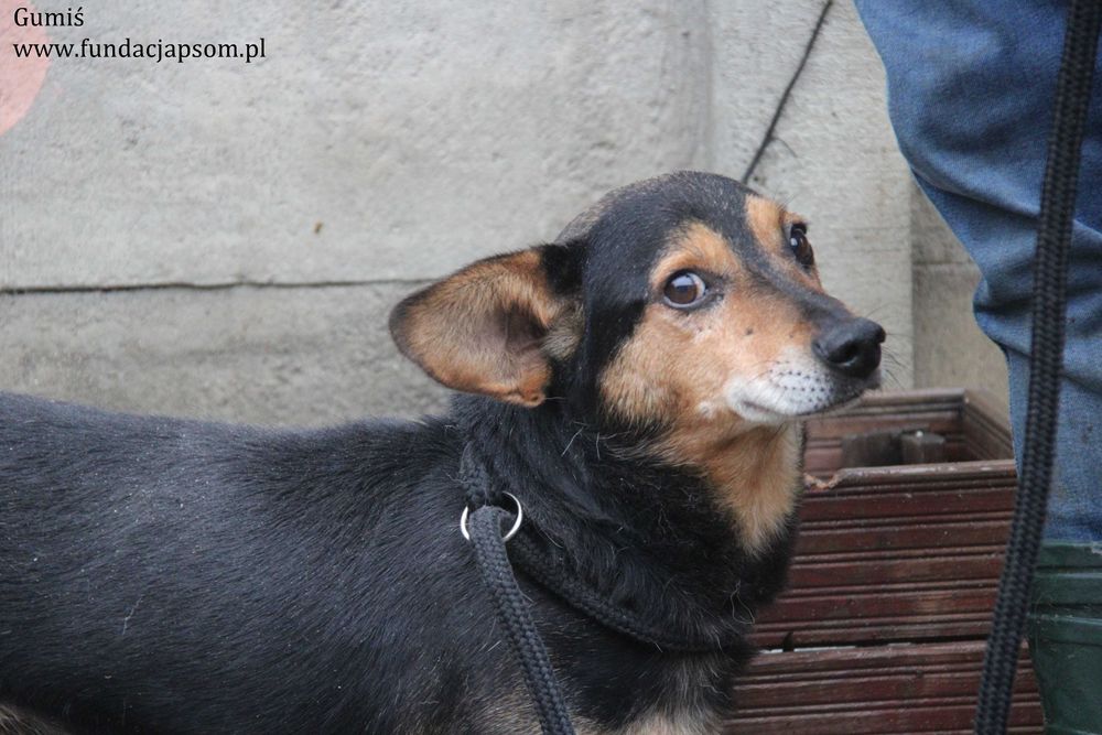 Gumiś czeka na nowy domek