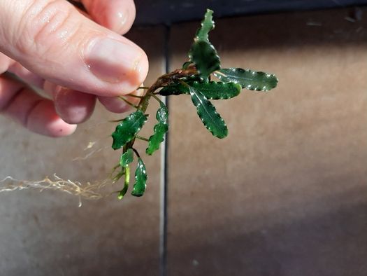 Bucephalandra sp.Titan