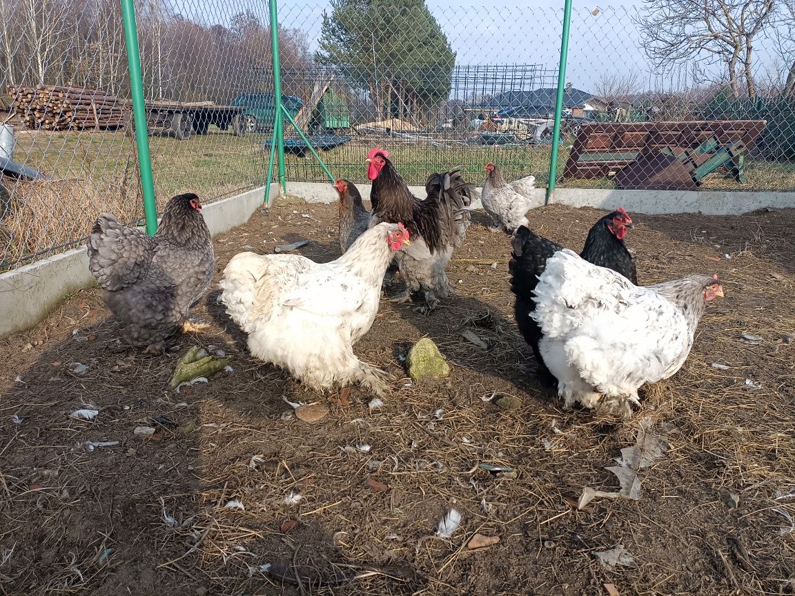 Jajka legowe Ayam Cemani Kochin Białoczub Silka