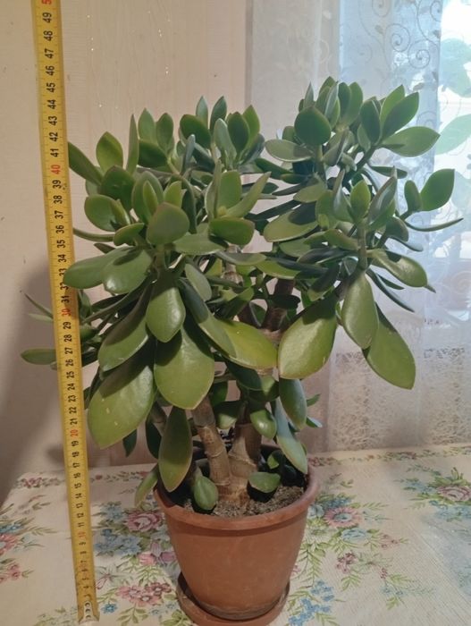 Денежное дерево (красула)