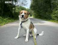 Przytulaśny Boczuś, 12 miesięczny, średni, adopcja za darmo oddam