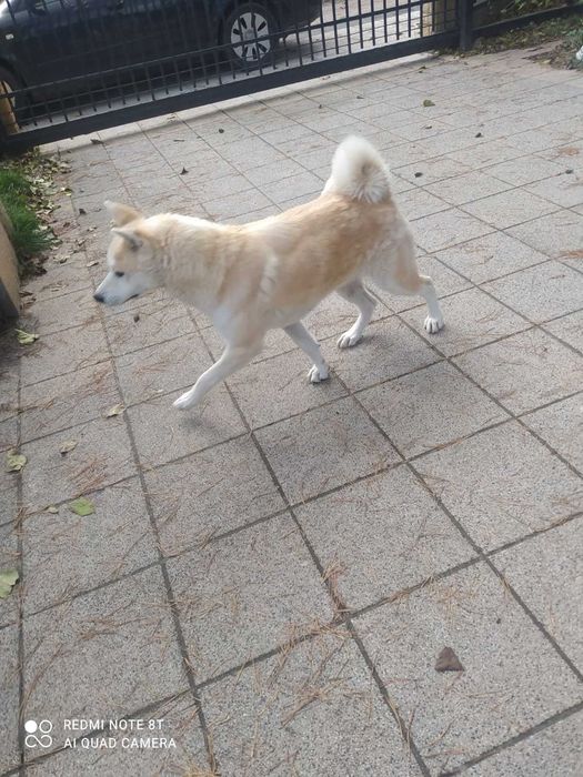 Akita inu szczeniaczek