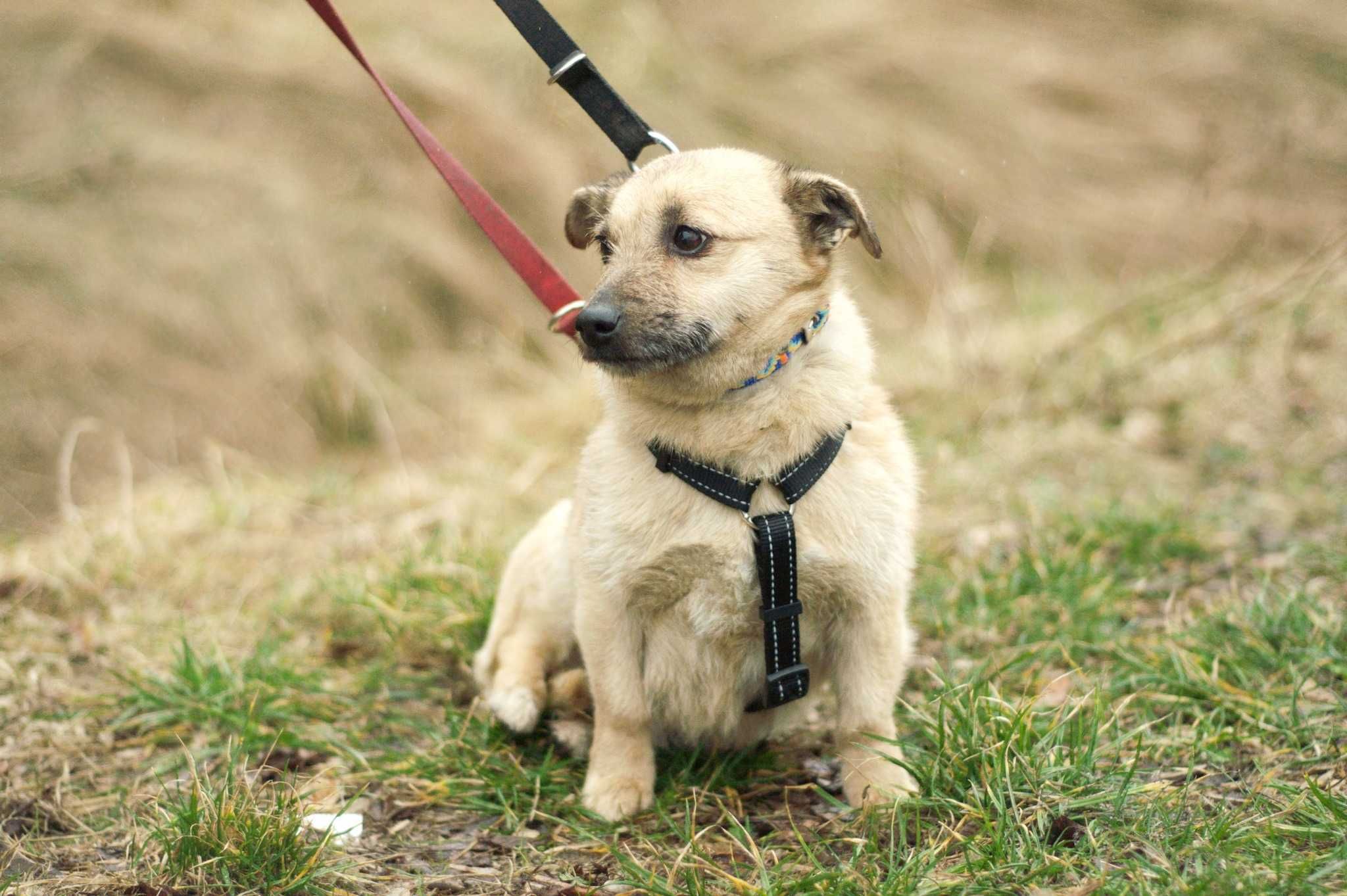 KROTESKA - malutka kropeczka, śliczna sunia do adopcji