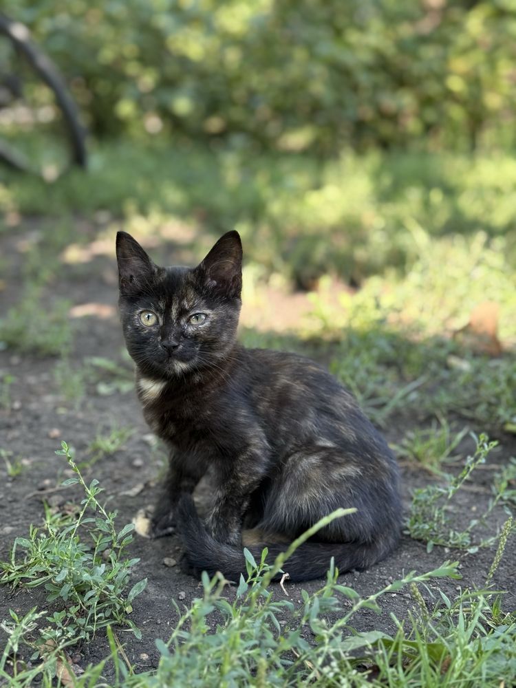 Котики , віддам даром