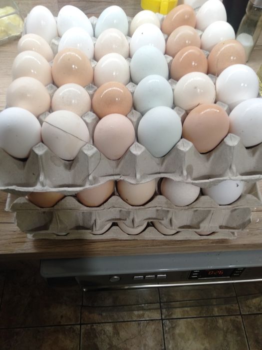 Jajka wiejskie z wolnego wybiegu