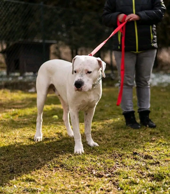 Oddany , z kaprysu do kojca schroniskowego .Pilnie potrzebny dom