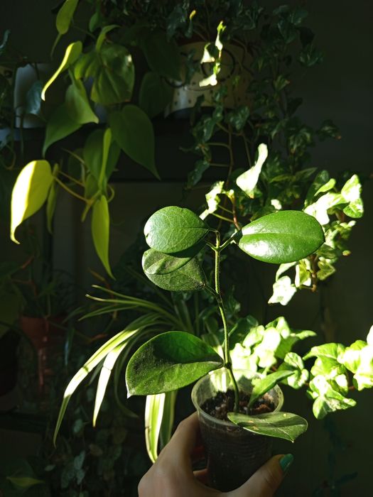 Hoya carnosa zielona