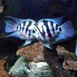GB Pielęgnica Papuzia BLUE TIGER import