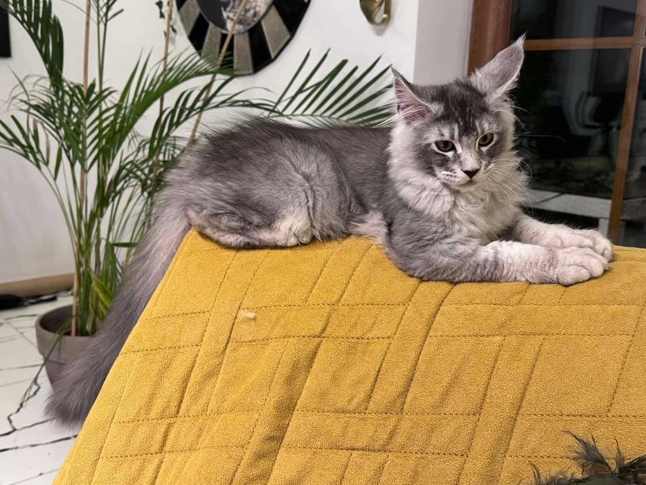 Duży kocurek  -  Maine Coon czarny srebrny - 4 miesięczny