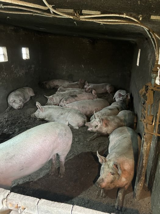 Продам свиней мʼясної породи Макстер