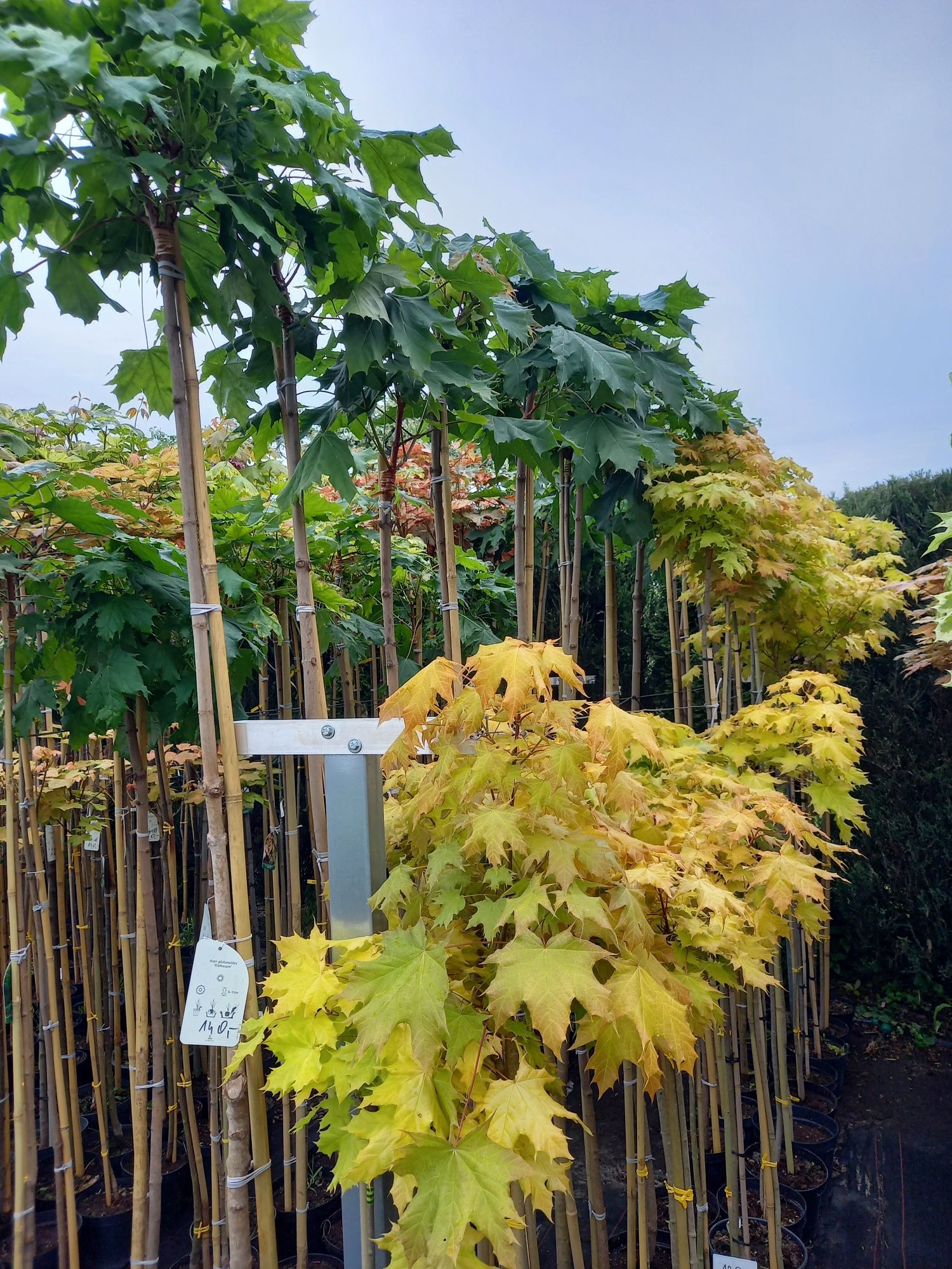 Klon szczepiony Zielony Globosum 220-230 cm, Klony,  Tuja szmaragd