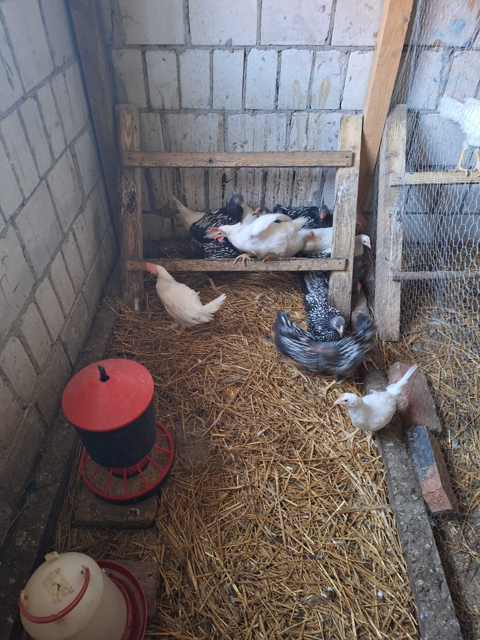 Koguty Leghorn i Wyondette