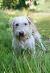 Bursztyn-uroczy 2 letni pies ze schroniska do pilnej adopcji.