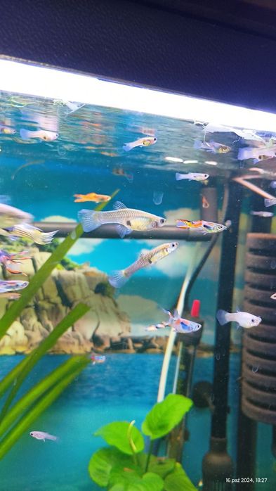 Sprzedam Gupiki Endlera