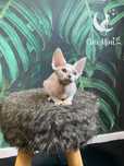 Cirilla Prima kotka Devon Rex liliowy arlekin