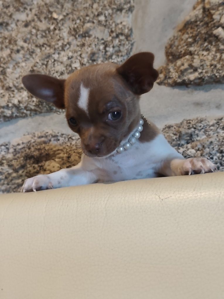 Chihuahua menino perfeição