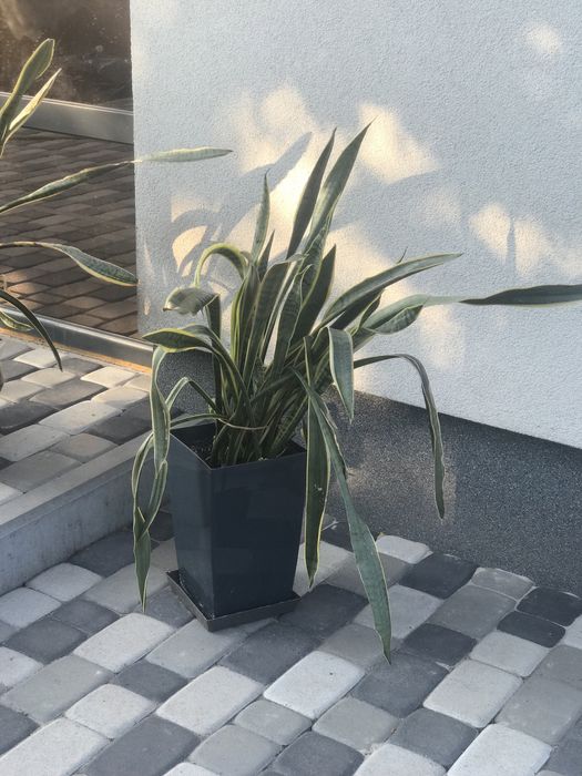 Сансевієрія (обмін)