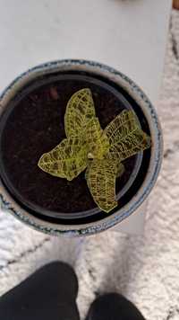 Macodes petula ludisia storczyk jubilerski kolekcjonerska roślina