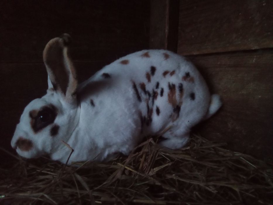 Rex trójbarwny samica