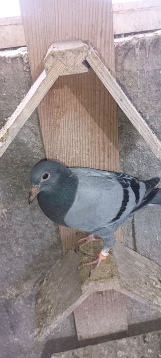 Pombos correios para venda devidamente anilhados com os respectivos ca