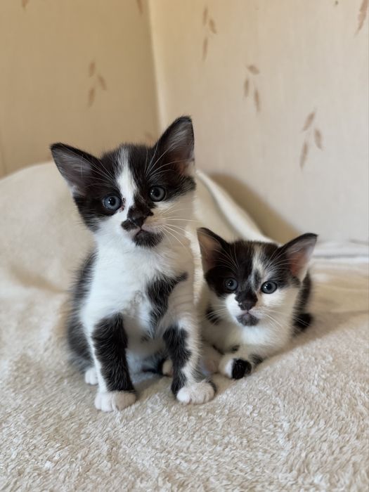 Шотландські кошенята , шотландские котята