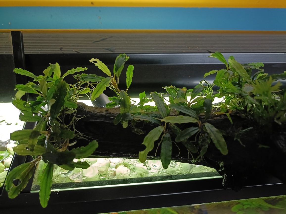 Tronco de videira com Bucephalandras e Anubias Nana