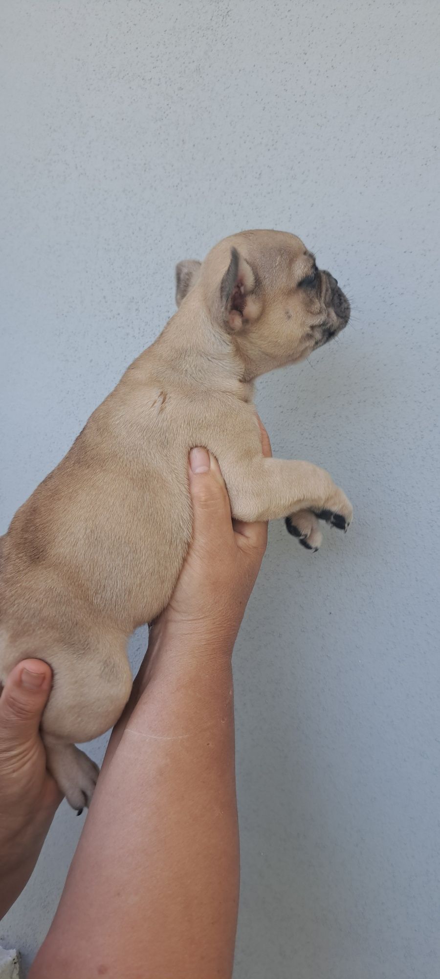 Bulldog francês macho fawn