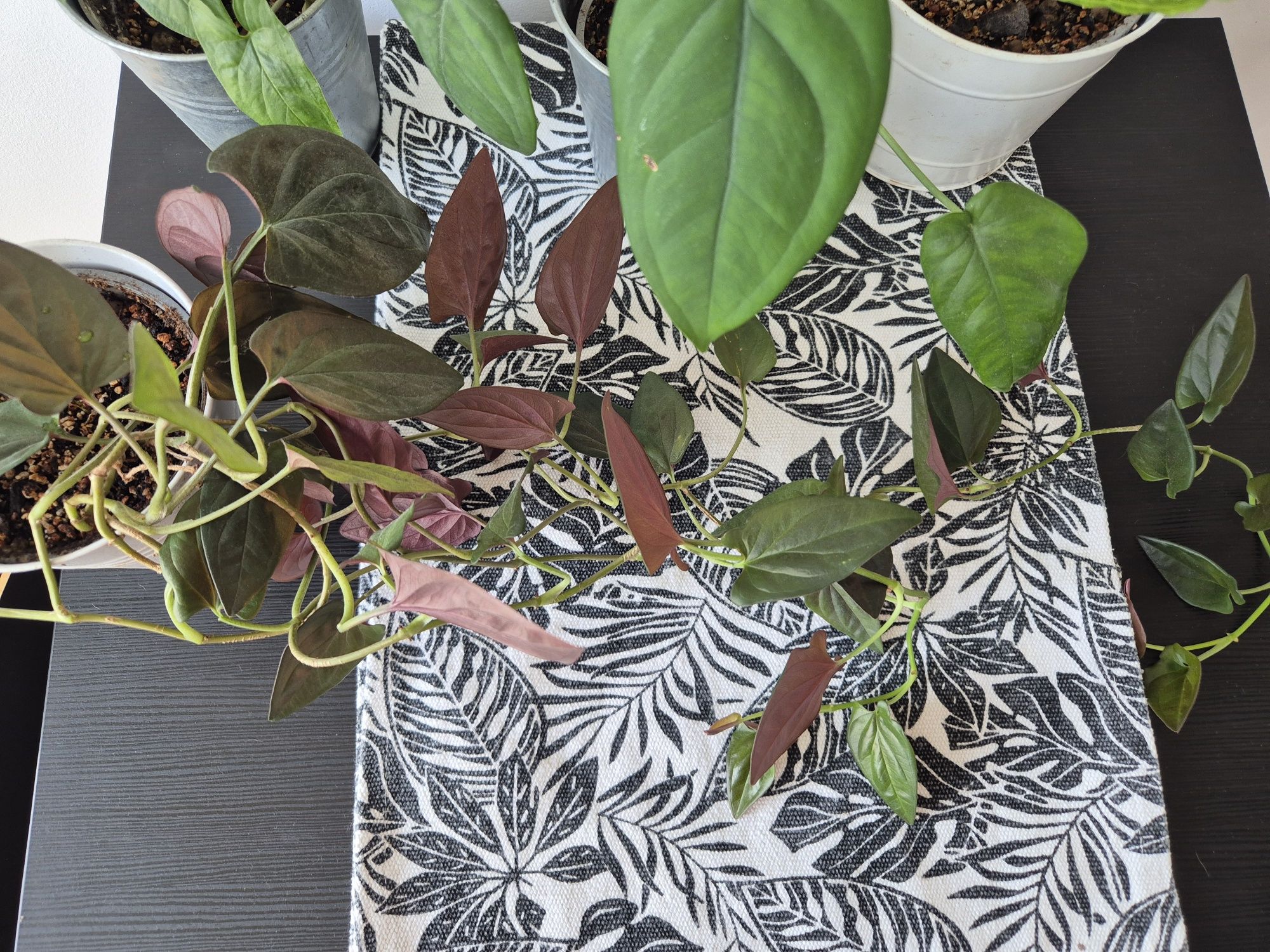Zestaw kolorowych syngonium batik, red arrow, dark knight, aureum