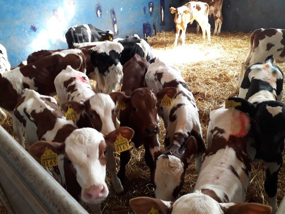 Jałówki HF na krowę, mleczne , Byczki, Jałówki Mięsne, transport