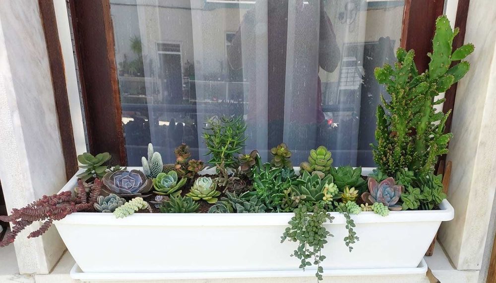 Diferentes tipos de suculentas