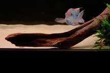 Casal Geophagus Red head tapajos