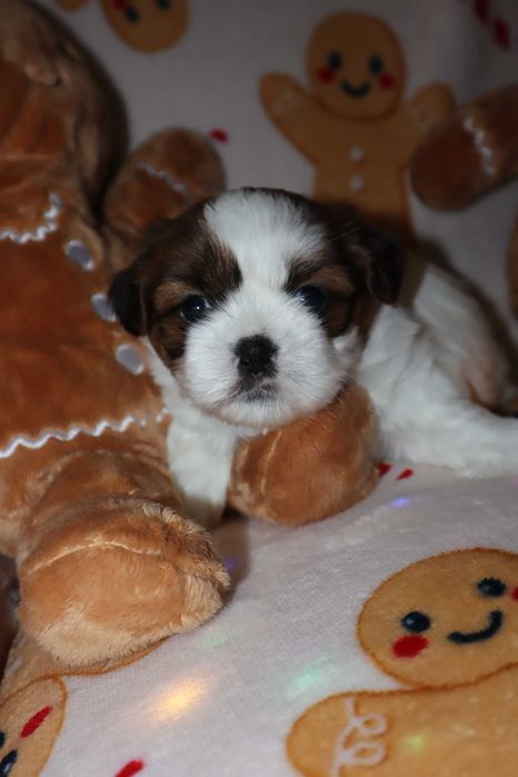 Szczeniak Shih-tzu piesek