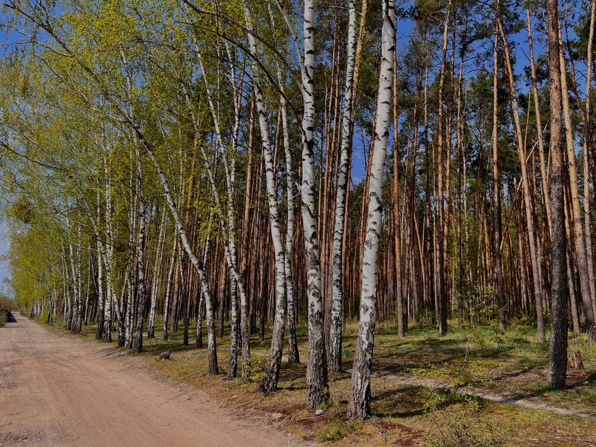 Ділянка серед Сосен для Дачі (всього 4 км від Гостомеля)