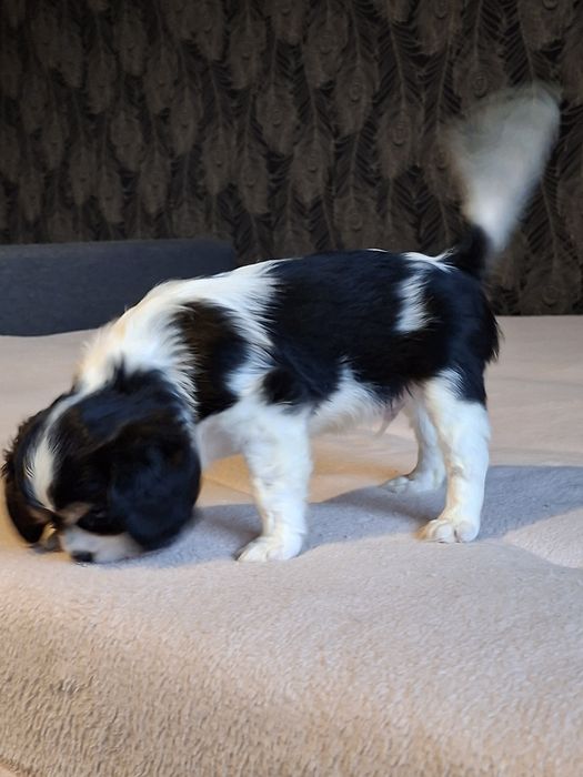 Cavalier wesoły piesek