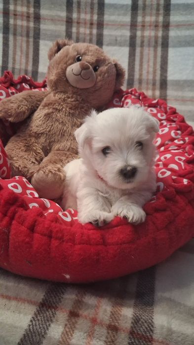 West highland white terrier-badania CMO