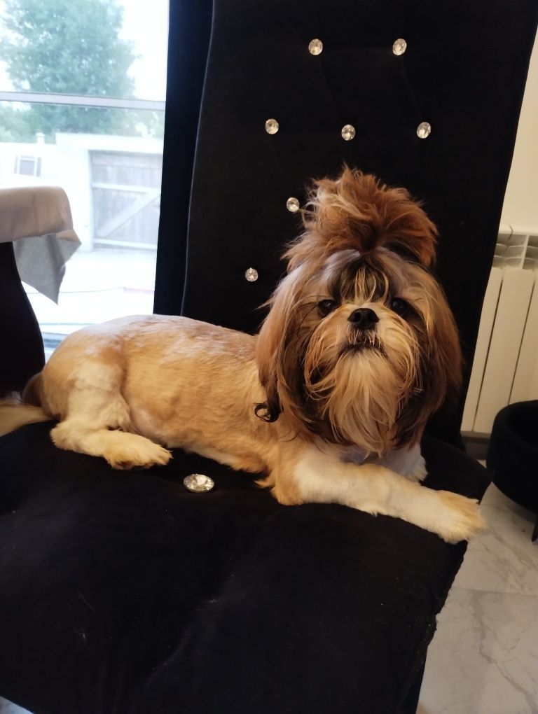 Shih tzu piesek słodziak
