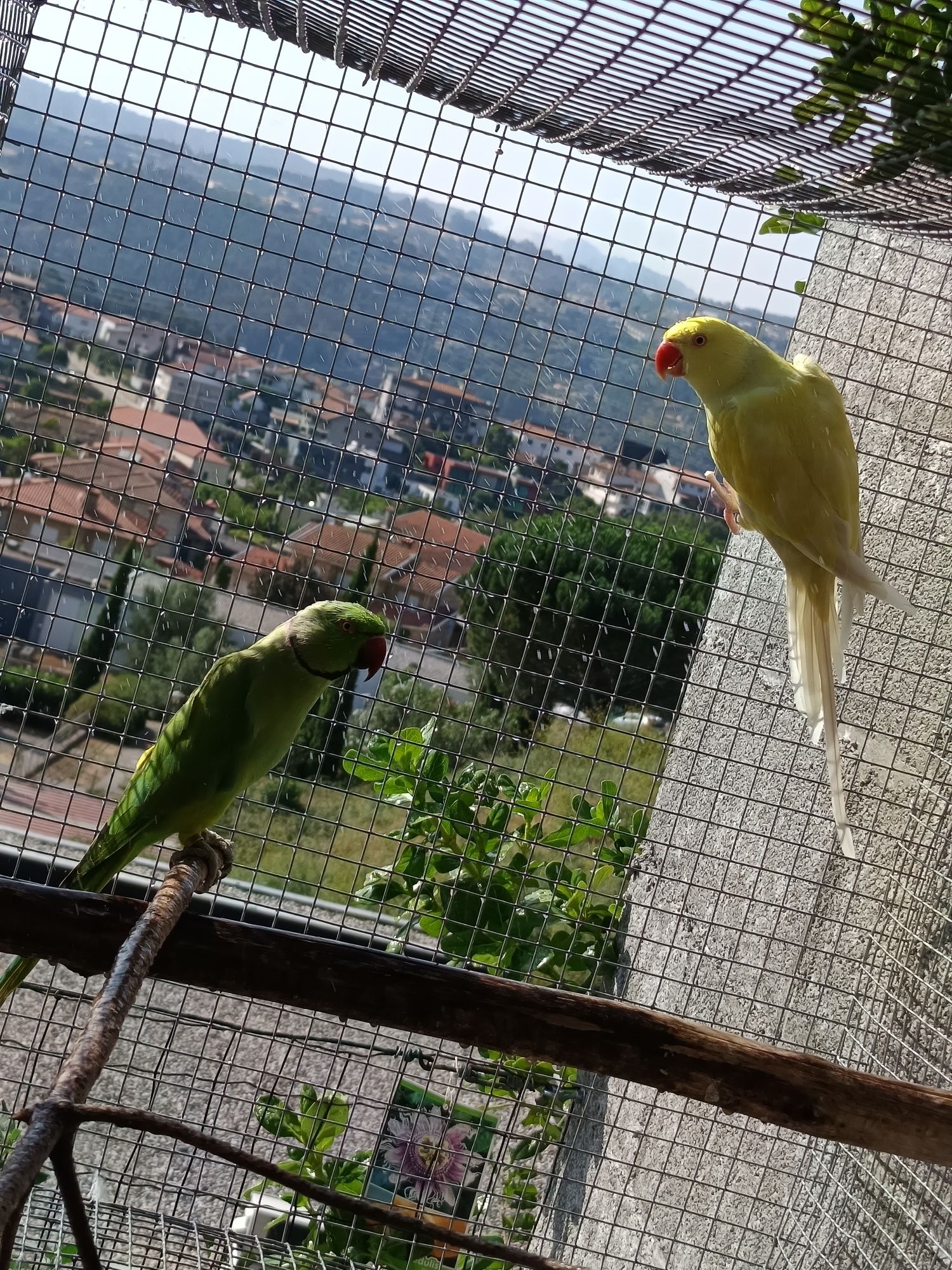 Casal Ring Necks Reprodutor