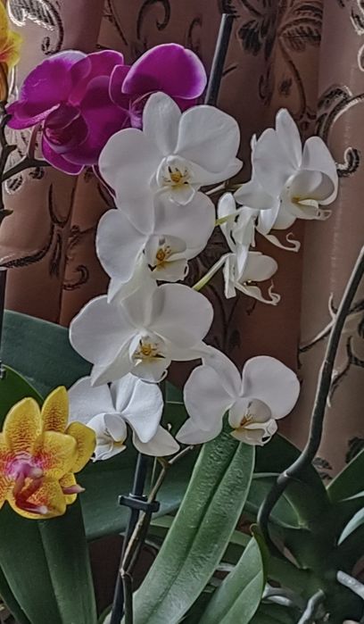 Продам  орхідею фаленопсіс