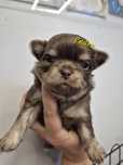 *** Chihuahua czekoladowy piesek Pedro ***