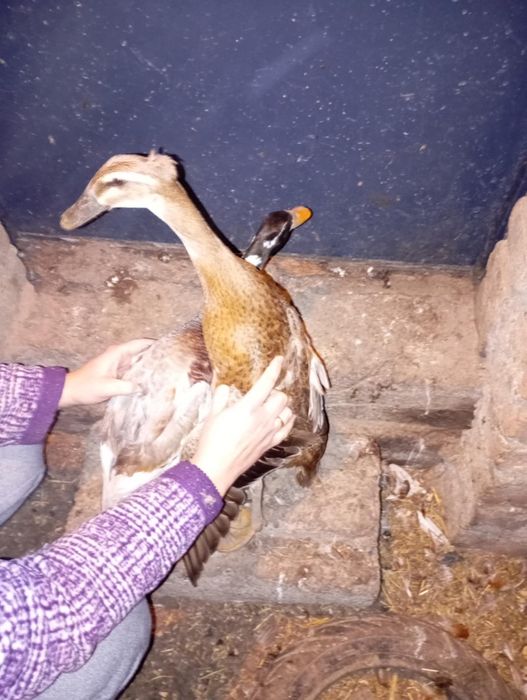 Para kaczek Biegus czubate