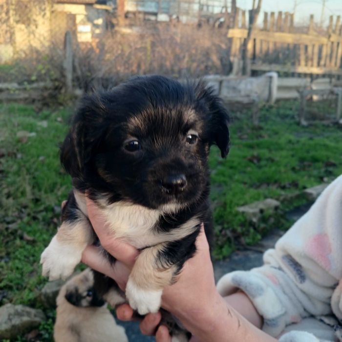 Чарівні цуценята шукають люблячий дім