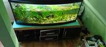 Akwarium 240l z rybami