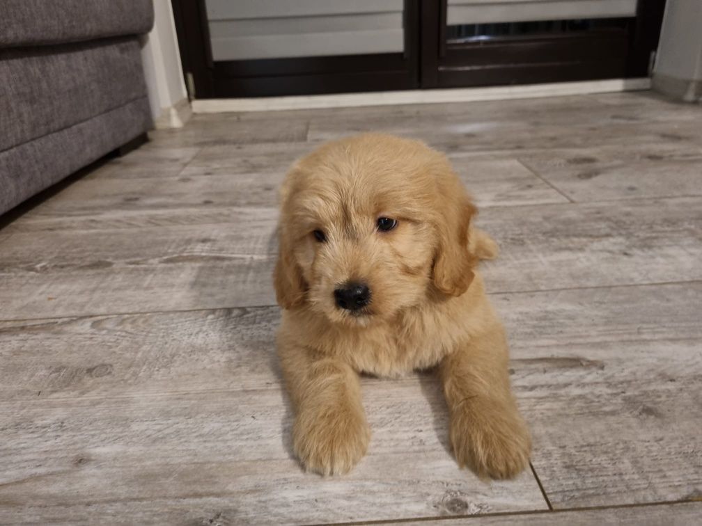 Golden Retriever Pudel miniaturowy Goldendoodle MINI piesek