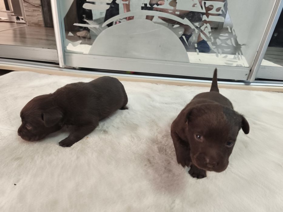 Шоколадные щенки Лабрадора есть Палевый и Черный, Доставка в Германию