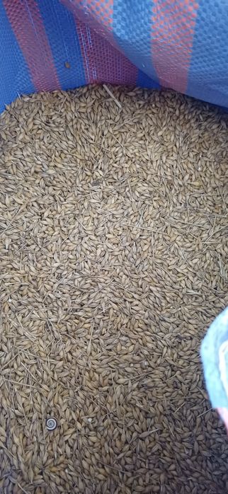 Sprzedam jęczmień ozimy