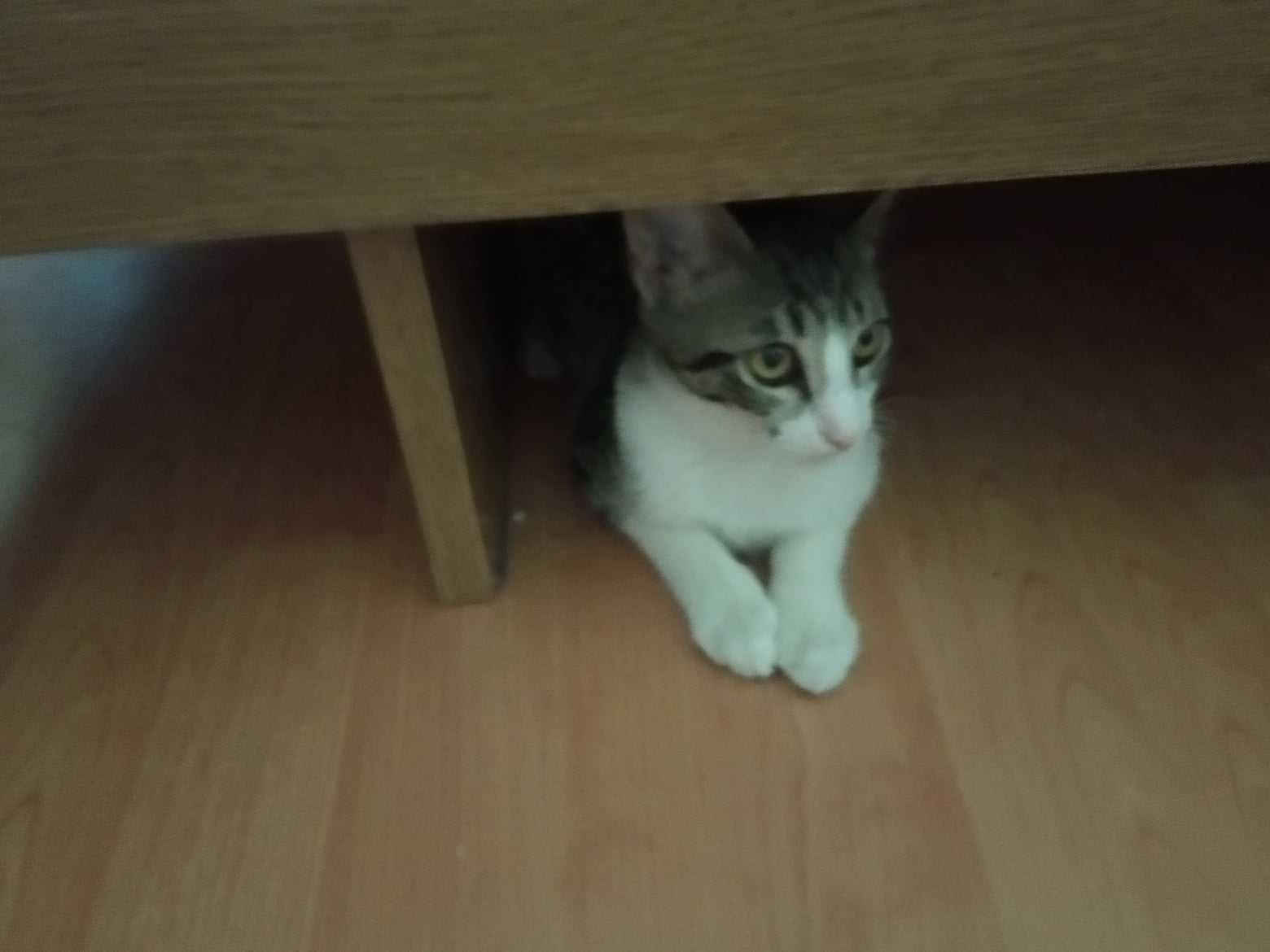 Gatinhas bebés para adoção consciente
